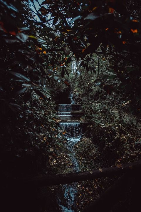 森林 黑暗的 树 黑暗 神秘 恐惧 小路 气氛 大气 自然