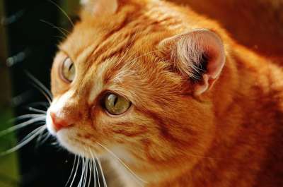 猫 宿醉 红色的 可爱的 鲭鱼 老虎 舒适 动物 家猫 毛皮