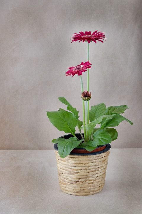 花 花盆 非洲菊 粉色的 植物 春天的花朵 盆栽 关闭
