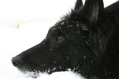 狗 比利时牧羊犬 格罗嫩达尔 黑色的 看 眼睛 雪 冬天 梦