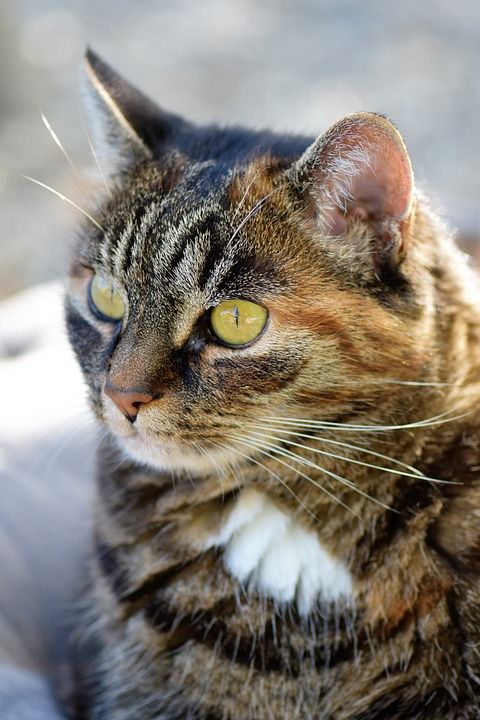 猫 鲭鱼 家畜 动物 家猫 毛皮 看法 关闭 可爱的 猫眼