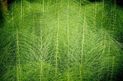 马尾 木贼 巨大的马尾 绿色 森林 匆匆而过 森林植物 森林地面