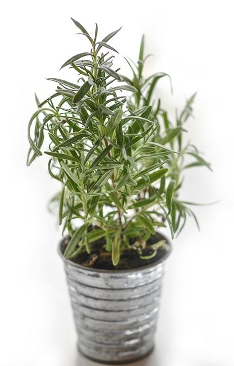 迷迭香 草本植物 草药 成分 新鲜的 药品 香料 食物 植物
