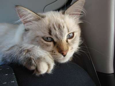 猫 涅瓦假面舞会 动物
