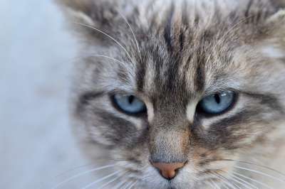 猫 猫看 猫眼 蓝色眼睛的猫 猫Nala 胡同猫 欧洲猫 动物