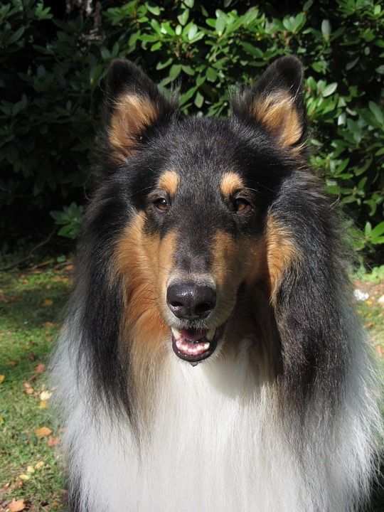 牧羊犬 狗 纯种狗 动物 可爱的 黑色的 鼻子 动物肖像 花园