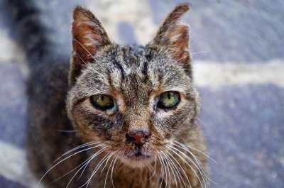 猫咪 猫 受伤的猫 病猫 斑猫