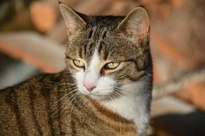 动物 猫 哺乳动物 猫科动物 物种 毛皮 品种 国内的