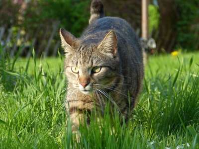 宿醉 猫 自然 草 草地 绿色 打猎 鼠标狩猎 家猫 家畜