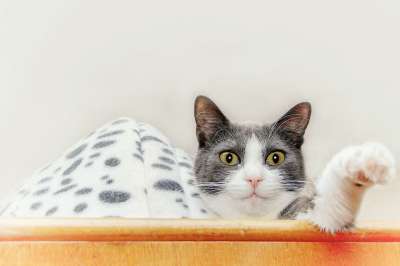 猫 衣柜 说谎 关闭 家猫 家畜 肖像 隐 好奇的 动物