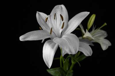 百合 花 植物 盛开 开花 花瓣 自然