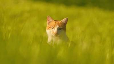 猫 草 国内动物 哺乳动物 草地 宠物 猫科动物 户外