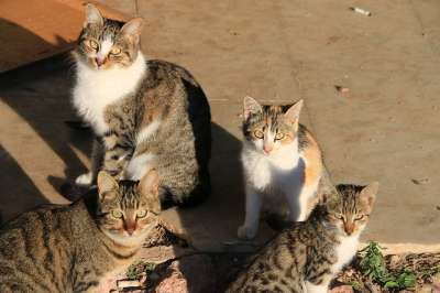 猫 动物 动物肖像 关 街 猫咪 羽毛