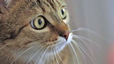 动物 猫 眼睛