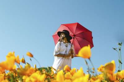 花 黄色 花瓣 盛开 花园 植物 自然 秋天 落下 人们
