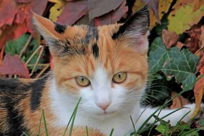 猫 家畜 落下 多彩多姿的 家猫 猫眼 信托 野生动物 可爱的