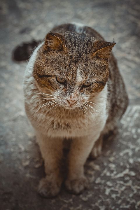 动物 可爱 自然 猫 肖像 哺乳动物 睫毛 宠物 野生动物