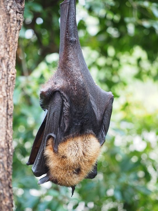 飞狗 翼足科 哺乳动物 蝙蝠 Chiroptera