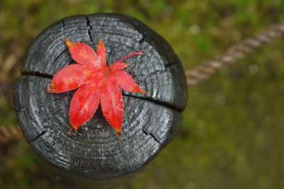 枫 秋天 叶 红色 秋叶 红叶 枯叶 雨 自然 红色的叶子