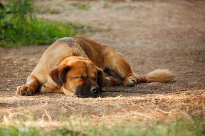 可爱的 动物 棕色 犬类 狗 国内的 睡觉 朋友 头 睡眠