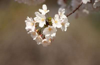 樱花 花朵 春天 盛开 开花 枝杈 树 自然 特写