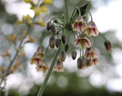大Siculum 保加利亚洋葱 观赏洋葱 鲜花 春天 球根植物