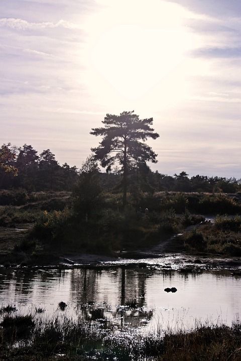 日落 树木 湖 高沼地 逆光 景观 自然 天堂 黄昏 前夕