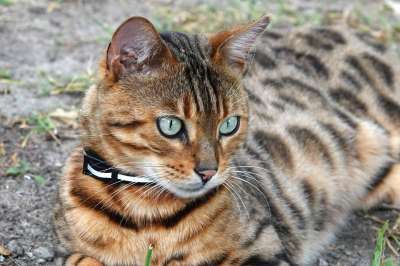 孟加拉 猫 宠物 动物 猫科动物 哺乳动物 可爱的 漂亮