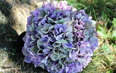 绣球花 花 开花 夏天 蓝色的 紫色的 绿色 自然 观赏花卉