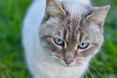 猫 猫Nala 猫的眼睛 动物 可爱 哺乳动物 猫科动物 伴侣