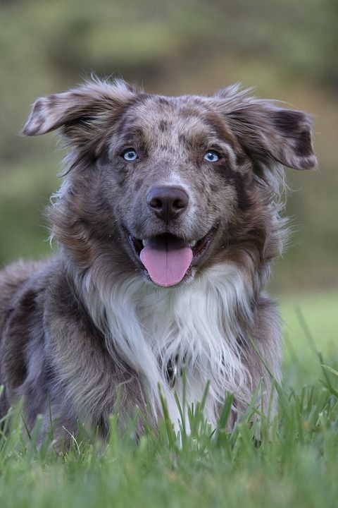 澳大利亚牧羊犬 狗 草 草地 户外 宠物 澳大利亚 动物 纯种