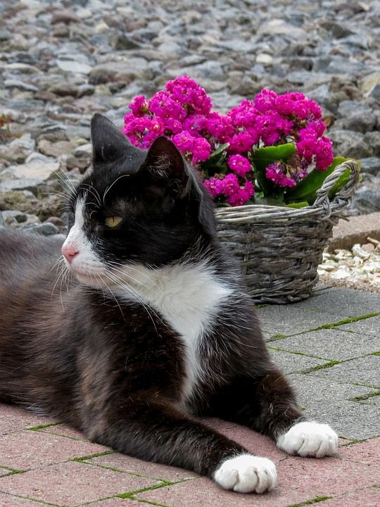 猫 黑和白 宿醉 欧洲短毛 美丽的 白色口罩 白爪子 自豪地