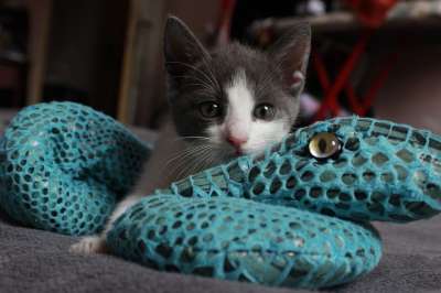 小猫 猫 玩 猫科动物 基蒂 可爱的 宠物
