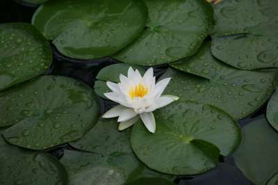 大自然 植物 叶子 荷叶 感情 莲花 雨后 蓝色 湿巾 扑簌