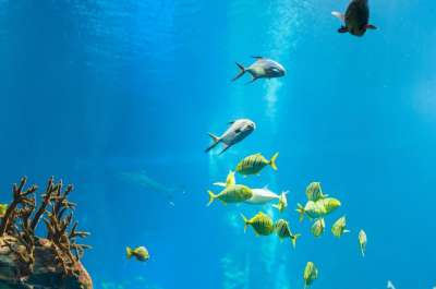 射线 鱼 水 海洋 海 自然 蓝色的 背景 水族馆 动物园