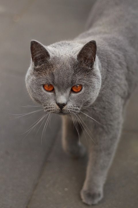 猫 灰色的 眼睛 聚焦 蓬松的 动物肖像