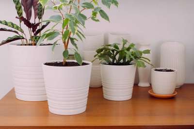 植物 装饰性花盆 锅 叶子 花园 自然 花瓣 绿色 白 桌子