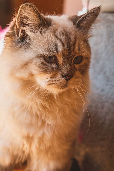 猫 动物 猫科动物 宠物 国内动物 特写