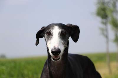 西班牙平涂 西班牙灵狮 快狗 长的狗 Galgo 灵缇犬 猎犬
