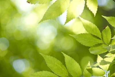叶子 联盟的州 抽象 植物 大自然 阔叶 树 光 森林
