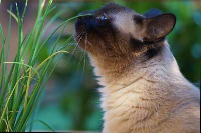 猫 暹 暹罗猫 泰国 动物 纯种