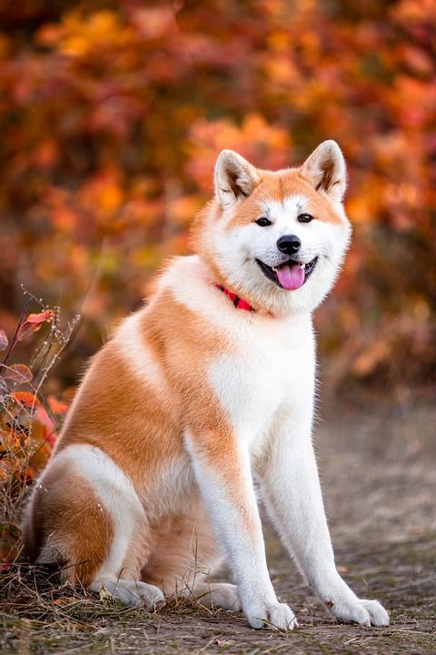秋田 狗 坐着 肖像 宠物 动物 纯种 家犬 犬类 哺乳动物