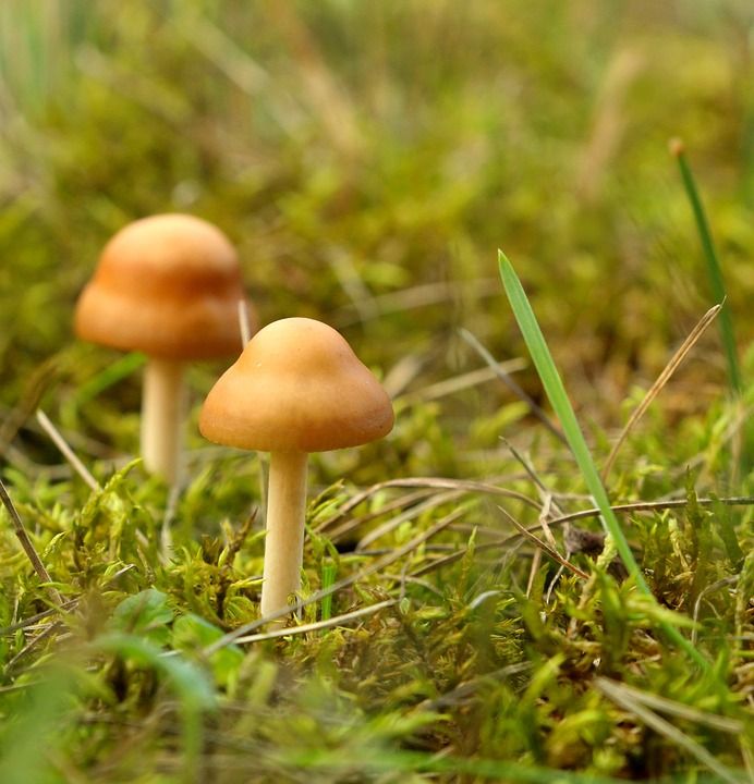 蘑菇 森林 生长 菌 真菌学