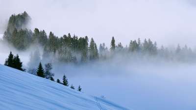 感觉 雪 多雾路段 冬天 树木 森林 滑雪 巡演 旅游滑雪板