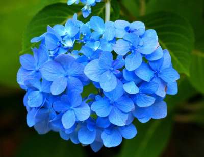 蓝色绣球花 霍滕西亚 花 粉色的 花园 植物群 花的 花瓣 花粉