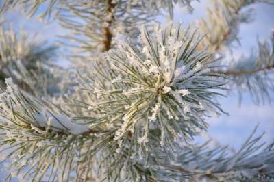 树 松 冬季 针 雪花 水晶 雪 冬季森林 分行 圣诞节
