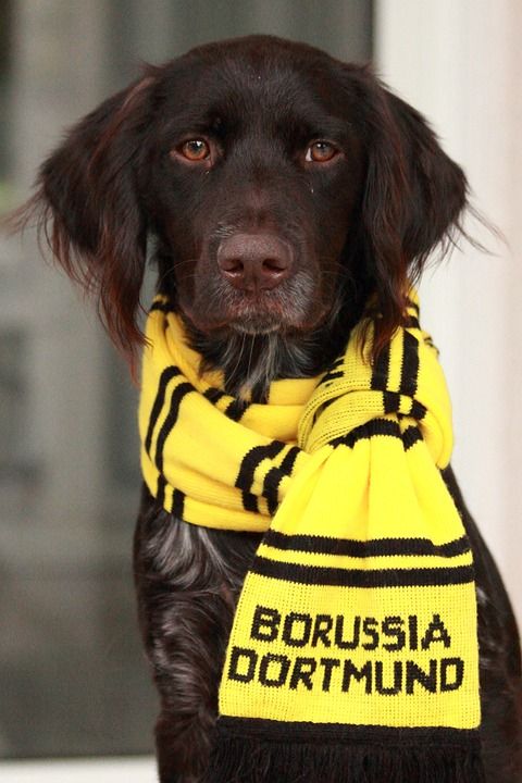 小明斯特兰 Bvb 多特蒙德 足球 黄墙 足球迷 狗