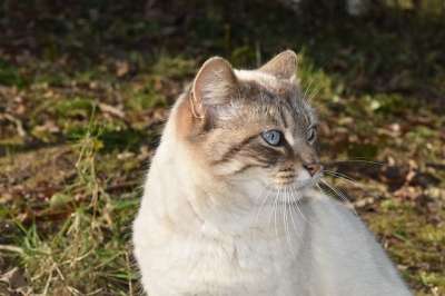 猫 小猫 猫科动物 肖像猫 可爱的 动物 猫蓝色的眼睛