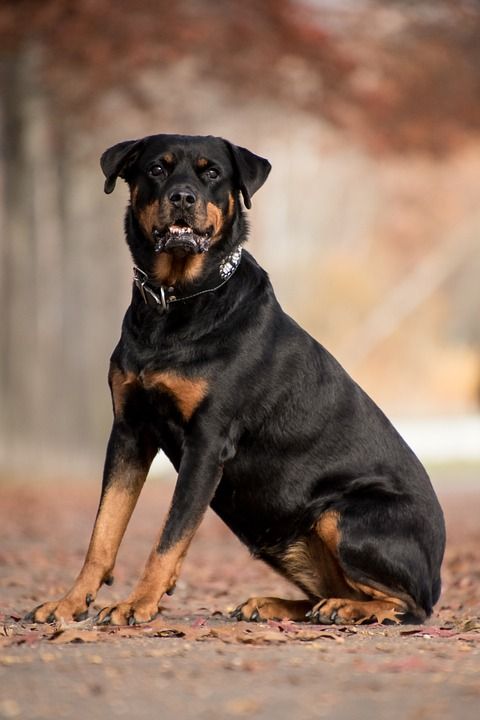 罗威纳犬 狗 哺乳动物 动物 坐 秋天 树叶 秋天的树叶 落叶