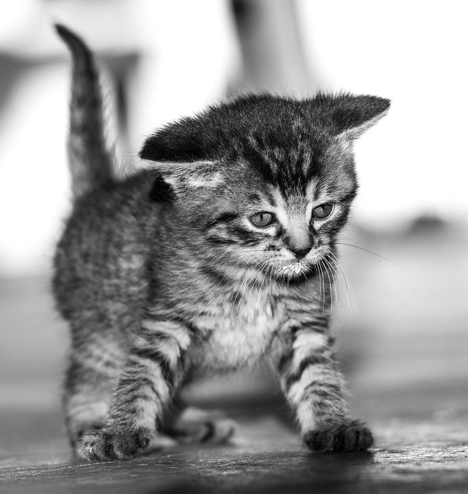 猫宝宝 黑和白 可爱的 猫 婴儿